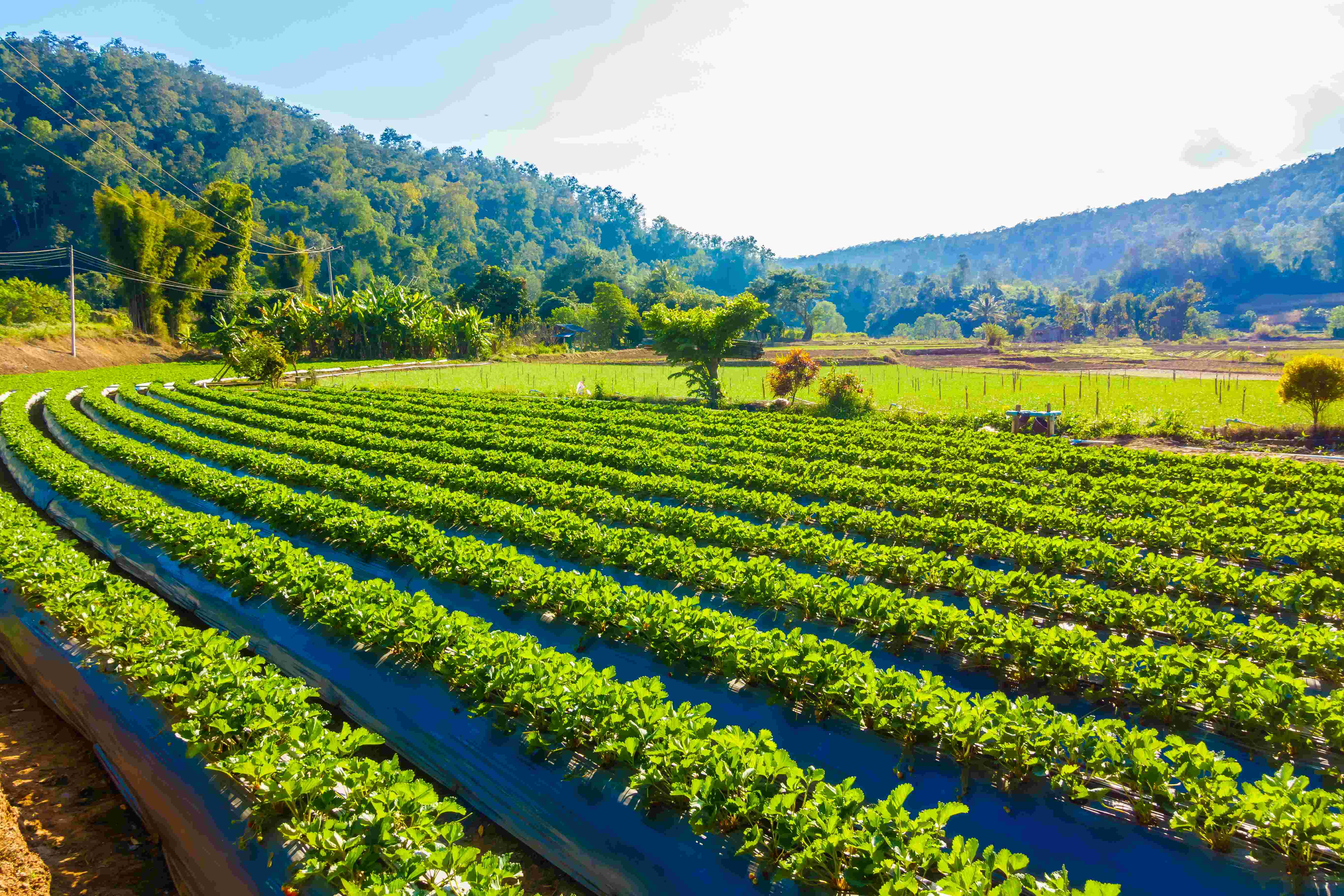 Rows of healthy crops on an African farm